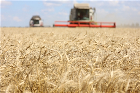 В Чувашии уже намолочено около 250 тысяч тонн зерна