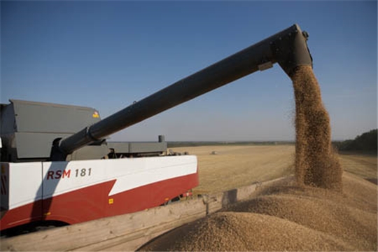 В хозяйствах республики намолочено более 300 тыс. тонн зерна