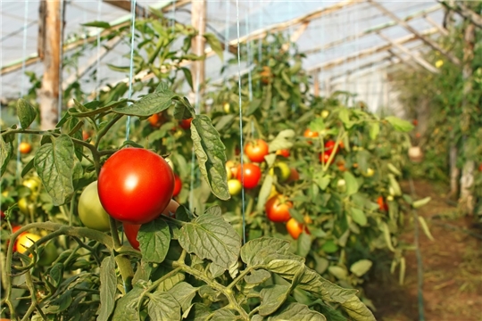 В Чувашии урожай овощей в закрытом грунте превысил уровень прошлого года на 1,3 тыс. тонн