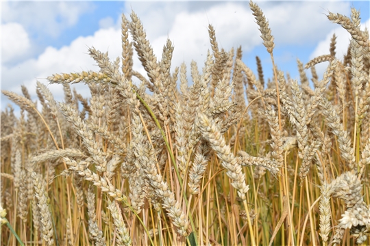 В хозяйствах республики намолочено более 400 тыс. тонн зерна