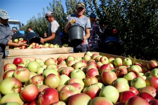 Эксперты нашли самый яблочный регион, где вызревает каждый пятый плод в РФ