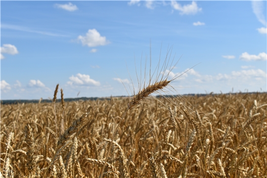 В хозяйствах Чувашии намолочено более 700 тыс. тонн зерна