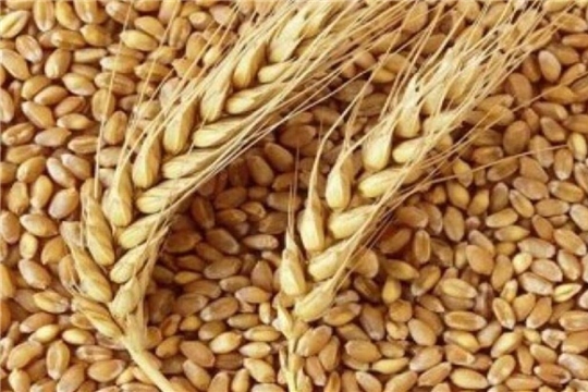 В хозяйствах Чувашии намолотили свыше 800 тысяч тонн зерна