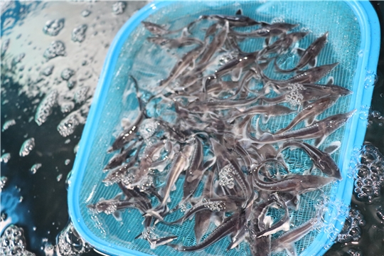 Тысячи мальков «царской» рыбы – стерляди обрели новый дом.
