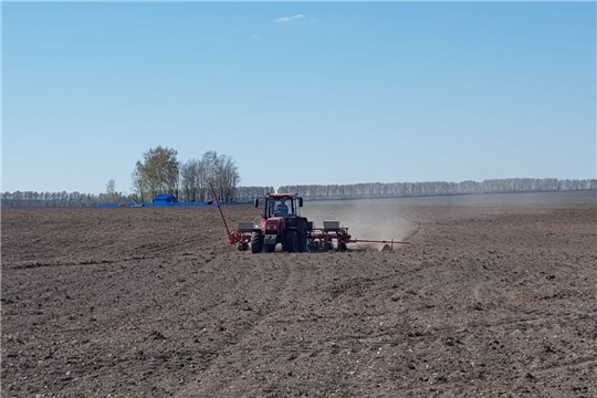 В сельскохозяйственных предприятиях Шемуршинского района продолжаются весенние полевые работы