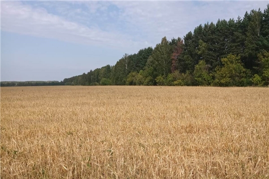 В Шумерлинском муниципальном округе продолжается уборка яровых зерновых и зернобобовых культур