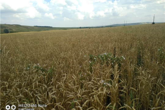 В Урмарском районе началась "битва за урожай - 2022"