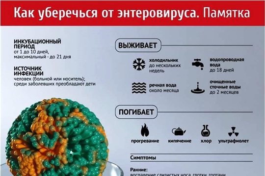 Филиал ФБУЗ «Центр гигиены и эпидемиологии в Чувашской Республике- Чувашии в г. Шумерля» напоминает о мерах профилактики энтеровирусных инфекций