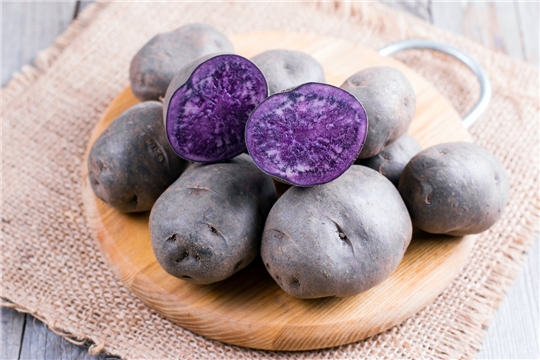На выставке «Картофель-2023» в Чувашии будут даже фиолетовые сорта, которые могут предотвратить диабет