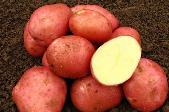 Про 20 перспективных сортов картофеля рассказывает Минсельхоз Чувашии