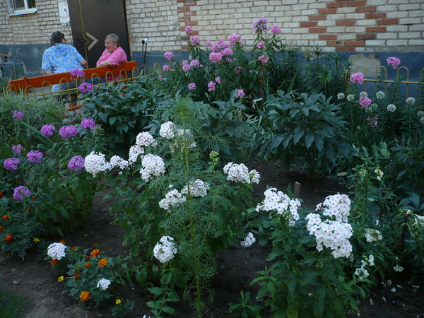 Ко Дню города Чебоксары: конкурс «Цветочный город - 543»