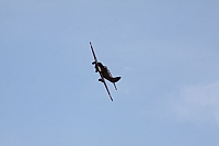 IMG_3730.jpg
