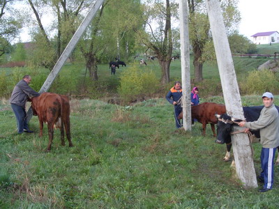 10.50 Приступили к туберкулинизации КРС.
