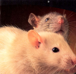 Новый 2008 год - год мыши (крысы)