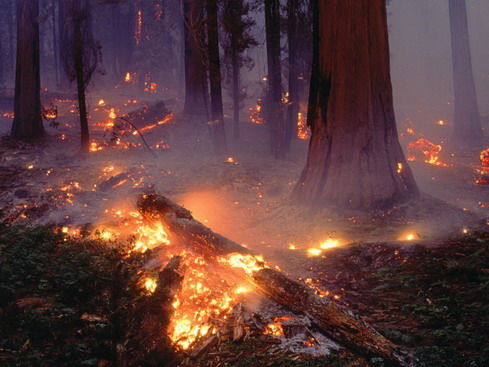 В лесах Чувашской Республики сохранится чрезвычайная пожарная опасность