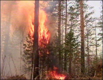 Информация о лесопожарной ситуации на территории республики по состоянию на 4 августа 2010 г.