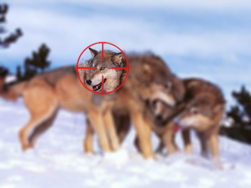 14:33 О необходимости регулирования численности волков в республике