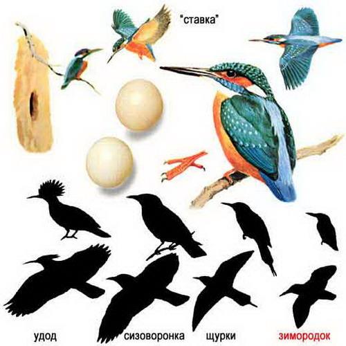 Состоялся республиканский орнитологический праздник «День птиц»