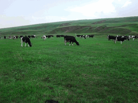 Закупочные цены на молоко по сравнению с прошлым годом относительно неплохие и в связи с этим сельчане увеличивают количество удойных коров в личном подворье