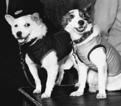 19 августа 1960 года советская ракета вывела на орбиту корабль «Восток», на борту которого находились собаки Белка и Стрелка