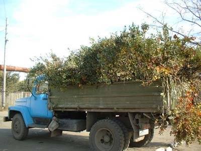 16:58 Кустарник благополучно переселили на новое место