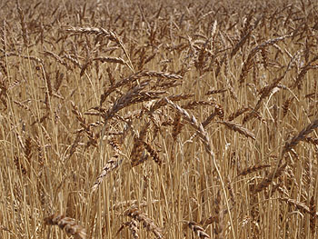 14:19 В Аликовском районе убрано 49% зерновых культур