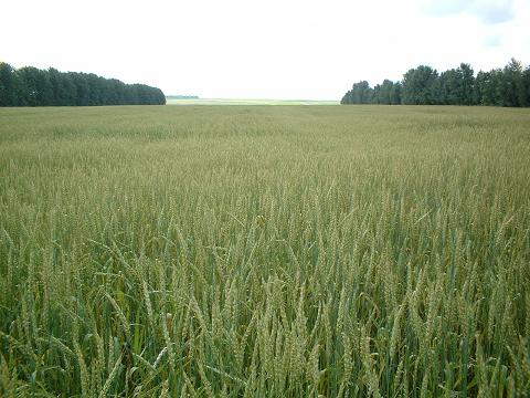 13:51 8 хозяйств Батыревского района приступили к уборке нового урожая