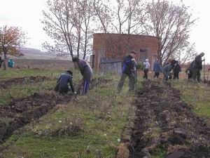 В Вурнарском районе продолжается месячник по посадке деревьев.