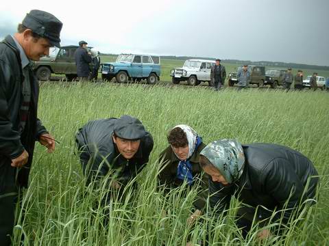 8:45 В Ибресинском районе лучшие посевы у СХПК им. Калинина