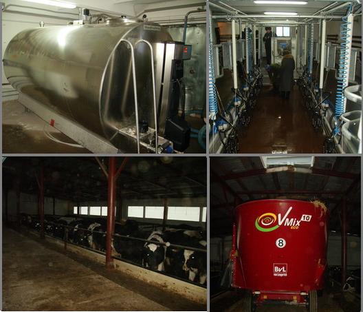 Модернизация молочно-товарной фермы поможет увеличить производство и качество молока