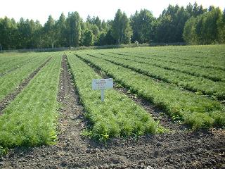 08:10 В Год парков  и  садов особое  внимание - памятникам  природы