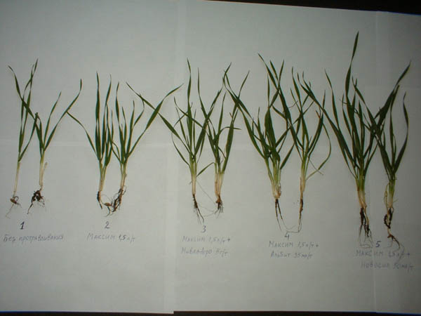 Первые результаты опыта на озимой пшенице