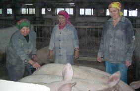 ООО «Агрофирма «Таябинка» встретило Новый год трудовыми подарками