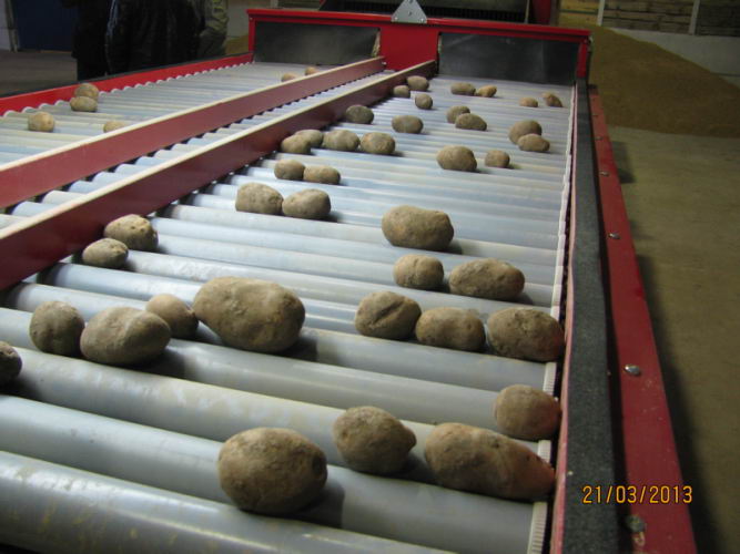 Качественный картофель – высокая прибыльность бизнеса