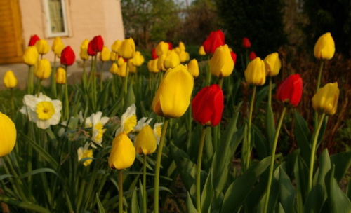 Год цветов в Красночетайском районе: цветущий май