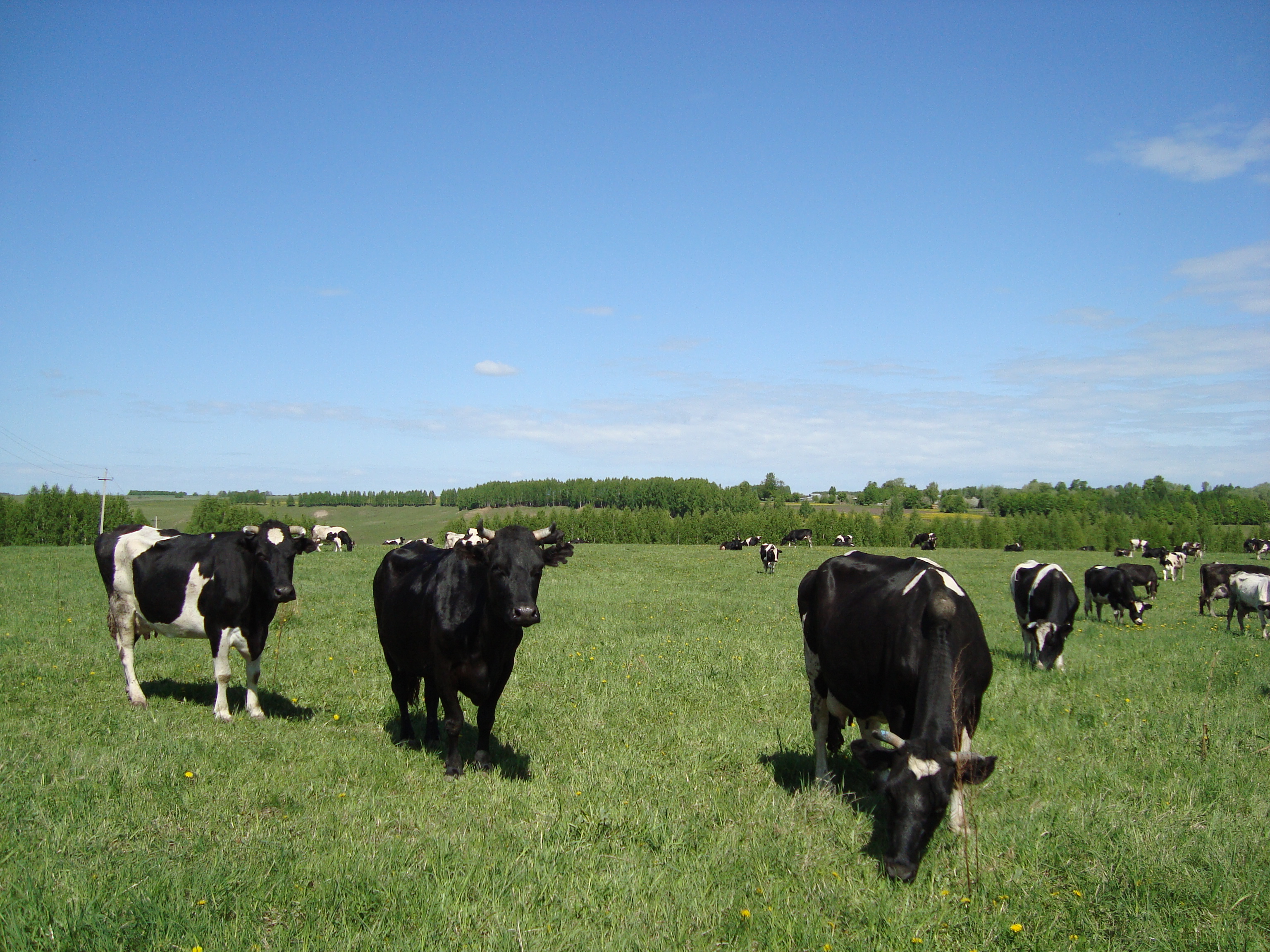 Прочная кормовая база и внедрение новых технологий позволяют надаивать более 19 килограммов молока от одной коровы в колхозе "Свобода"