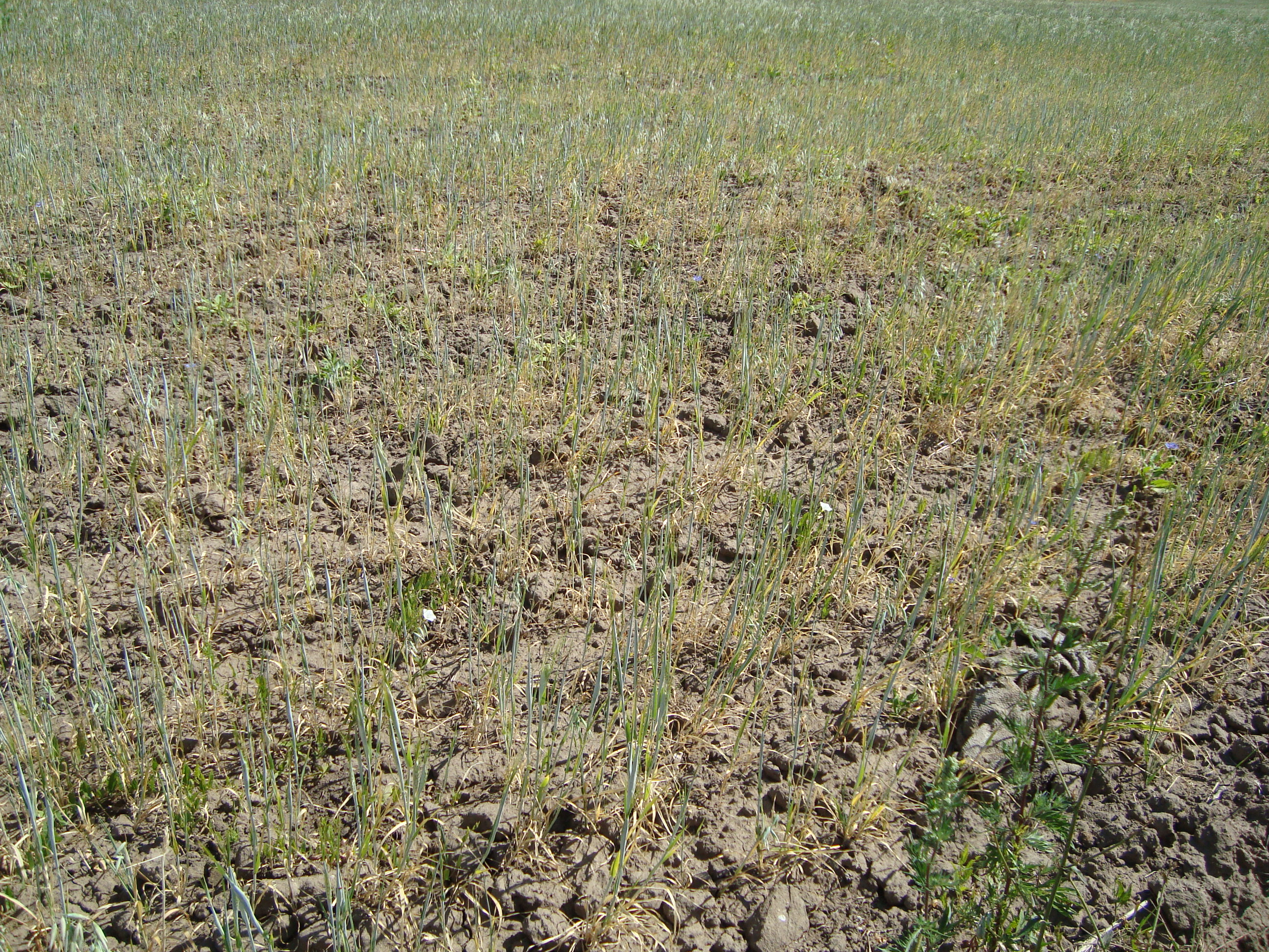 Представители ГСК «Поддержка» оценили гибель, повреждения и недобор урожая сельскохозяйственных культур в хозяйствах Красночетайского района