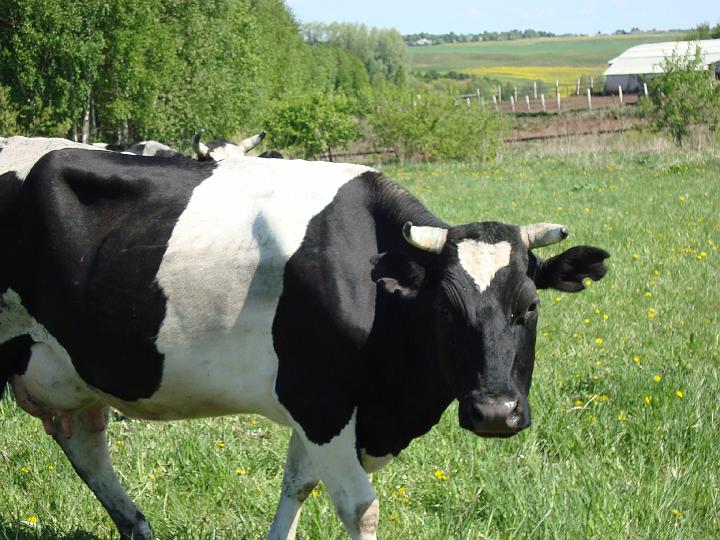 На каждую корову – 2800 рублей