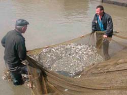 СХПРК «Киря» наращивает объемы по производству товарной рыбы