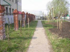 Новые лесопосадки украсят нашу землю