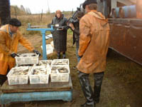 10:32 40 тонн рыбы в прошлом году реализовали рыбоводы “Кири”
