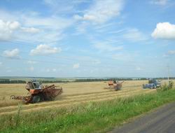 В расчёте на 1 жителя Порецкого района убрано 0,65 га зерновых и зернобобовых культур.