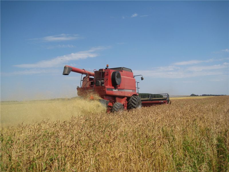 В Урмарском районе убрано 46 % зерновых