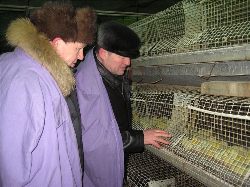 На птицефабрике "Урмарская" - первые цыплята этого года