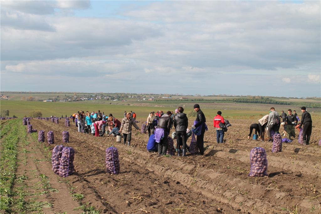 На полях Урмарского района в разгаре сельскохозяйственные работы