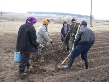 В Урмарском районе приступили к посадке ранних сортов картофеля