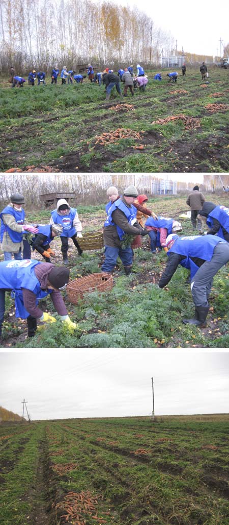 Работники администрации района помогают в уборке моркови