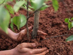 В Шемуршинском районе стартует экологическая акция «Посади дерево и сохрани его»