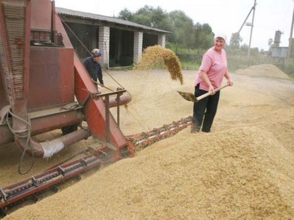 14:45 По оперативным данным на 3 сентября в Шемуршинском районе намолочено 18990 тонн зерна