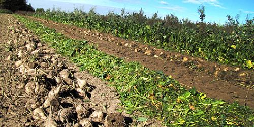 В хозяйствах Шемуршинского района уборка овощей и сахарной свеклы подходит к завершению